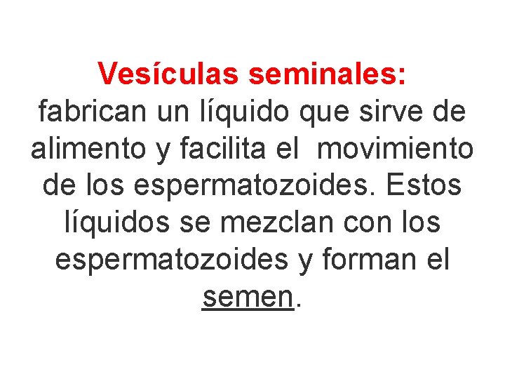 Vesículas seminales: fabrican un líquido que sirve de alimento y facilita el movimiento de