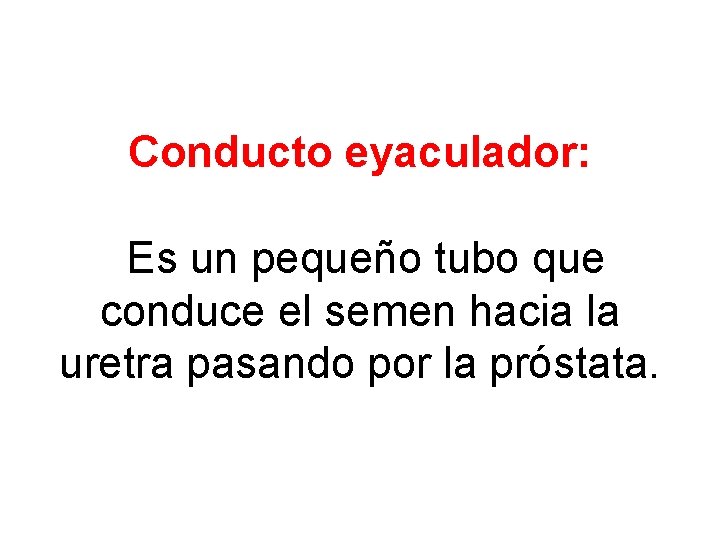 Conducto eyaculador: Es un pequeño tubo que conduce el semen hacia la uretra pasando