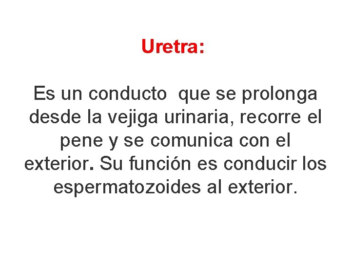 Uretra: Es un conducto que se prolonga desde la vejiga urinaria, recorre el pene