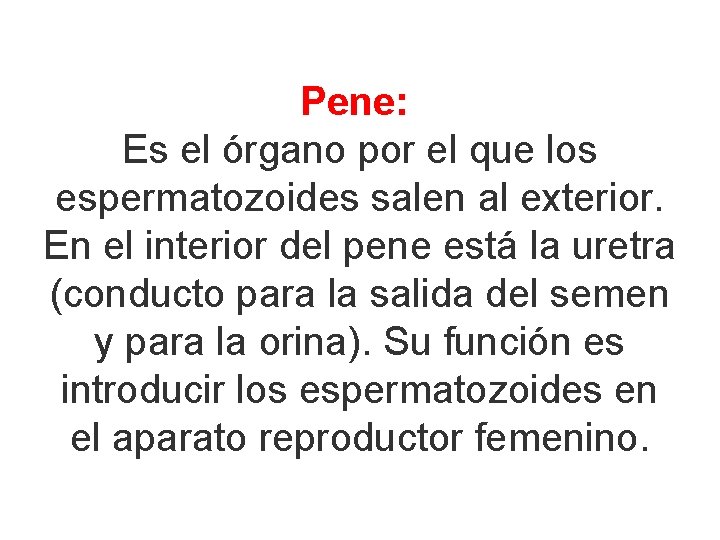 Pene: Es el órgano por el que los espermatozoides salen al exterior. En el