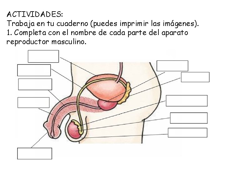 ACTIVIDADES: Trabaja en tu cuaderno (puedes imprimir las imágenes). 1. Completa con el nombre