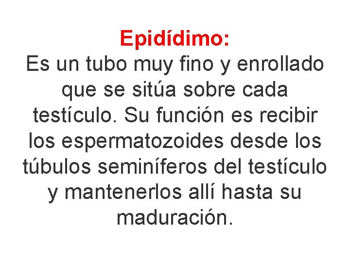 Epidídimo: Es un tubo muy fino y enrollado que se sitúa sobre cada testículo.