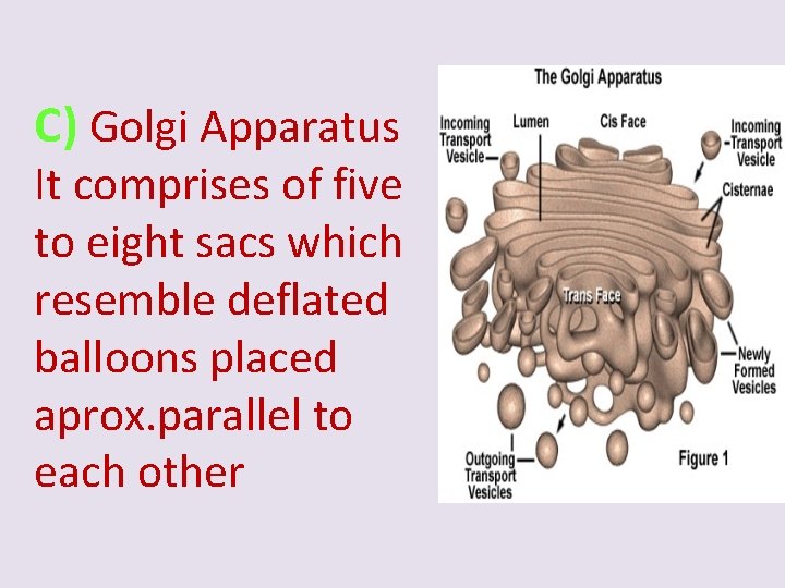 C) Golgi Apparatus It comprises of five to eight sacs which resemble deflated balloons