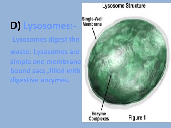D) Lysosomes: Lysosomes digest the waste. Lysosomes are simple one membrane bound sacs ,