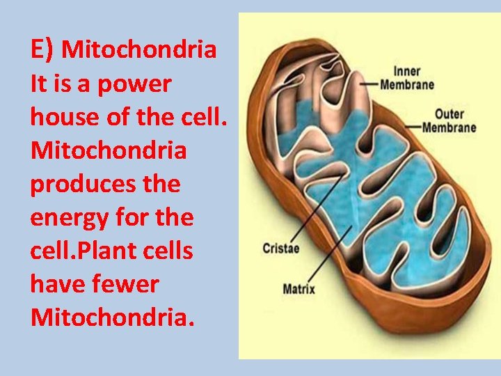 E) Mitochondria It is a power house of the cell. Mitochondria produces the energy
