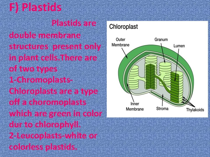 F) Plastids are double membrane structures present only in plant cells. There are of