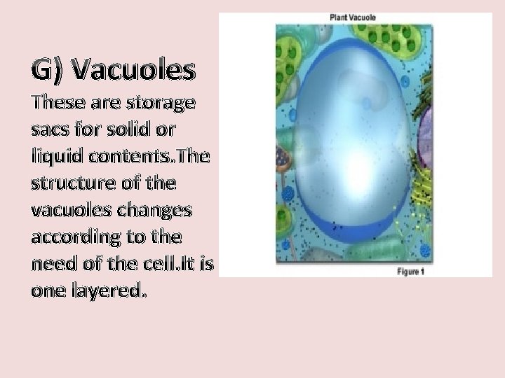 G) Vacuoles These are storage sacs for solid or liquid contents. The structure of