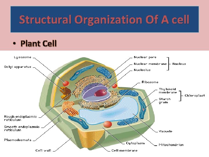 Structural Organization Of A cell • Plant Cell 