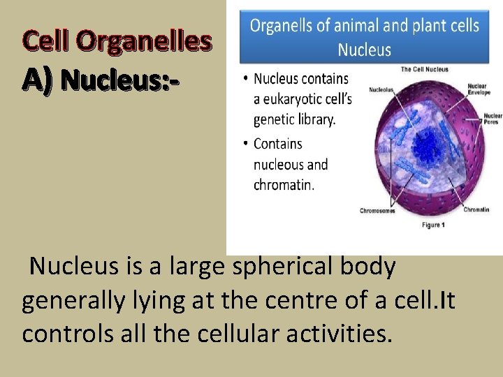 Cell Organelles A) Nucleus: - Nucleus is a large spherical body generally lying at