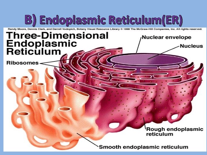 B) Endoplasmic Reticulum(ER) 