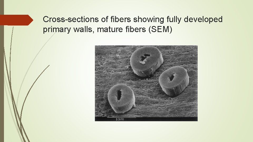 Cross-sections of fibers showing fully developed primary walls, mature fibers (SEM) 