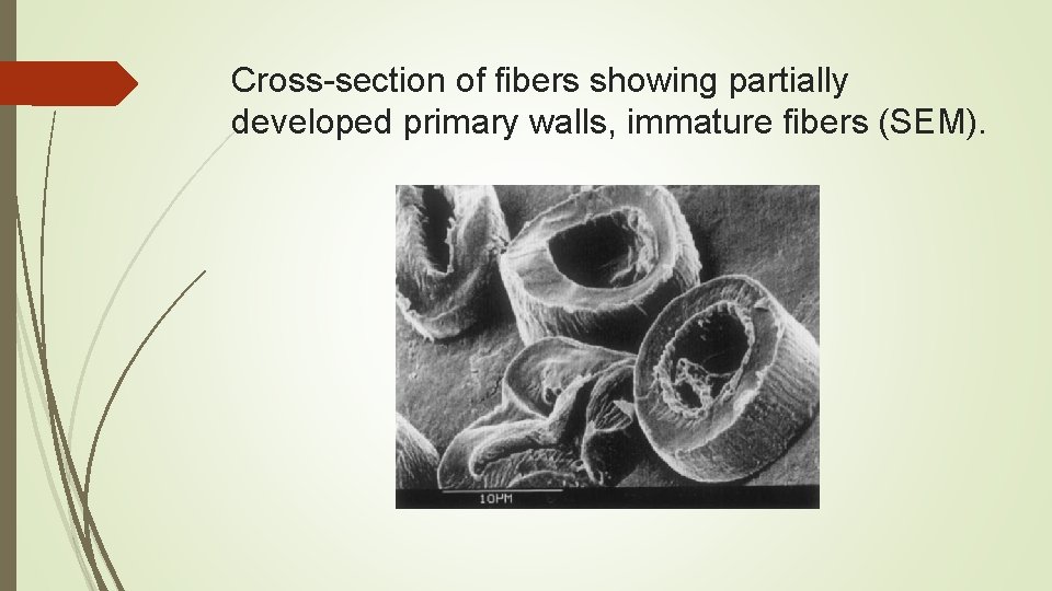 Cross-section of fibers showing partially developed primary walls, immature fibers (SEM). 
