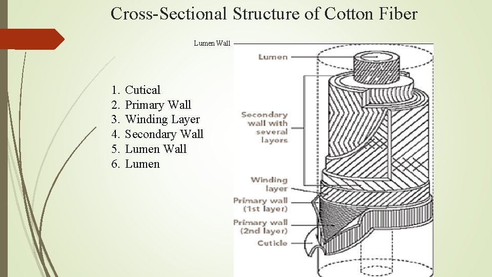 Cross-Sectional Structure of Cotton Fiber Lumen Wall 1. 2. 3. 4. 5. 6. Cutical