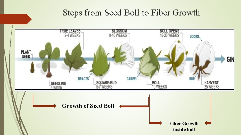 Steps from Seed Boll to Fiber Growth of Seed Boll Fiber Growth inside boll