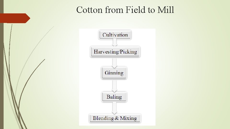 Cotton from Field to Mill 