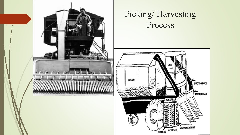 Picking/ Harvesting Process 