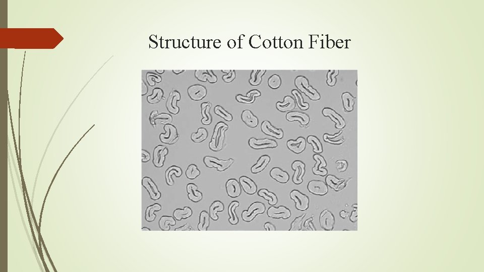 Structure of Cotton Fiber 
