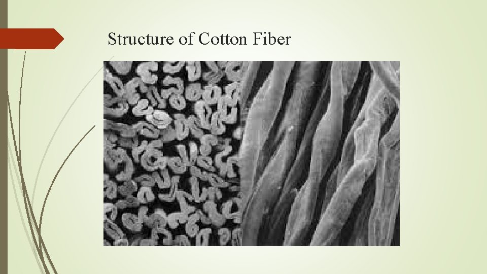 Structure of Cotton Fiber 
