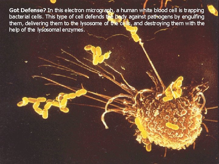 Got Defense? In this electron micrograph, a human white blood cell is trapping bacterial