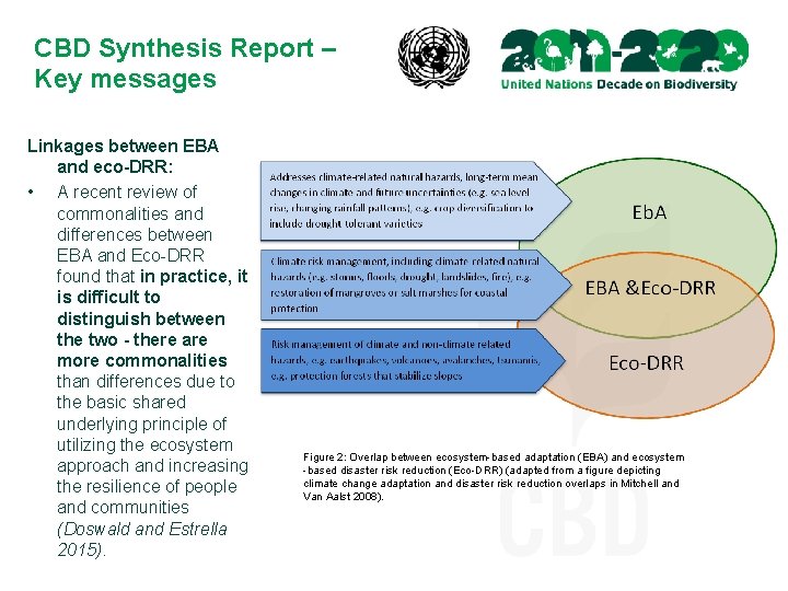 CBD Synthesis Report – Key messages Linkages between EBA and eco-DRR: • A recent