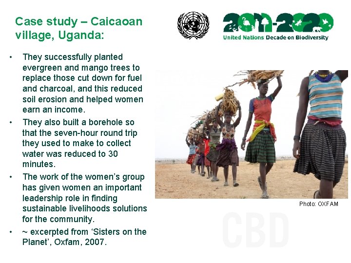 Case study – Caicaoan village, Uganda: • • They successfully planted evergreen and mango