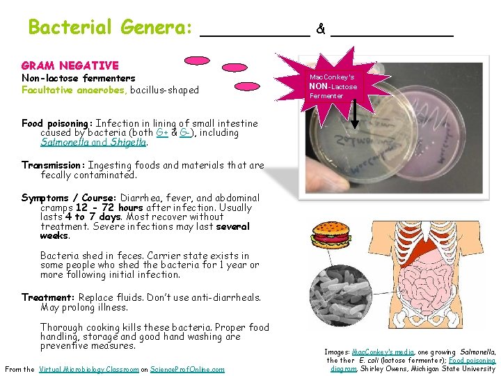 Bacterial Genera: _____ & _____ GRAM NEGATIVE Non-lactose fermenters Facultative anaerobes, bacillus-shaped Mac. Conkey’s