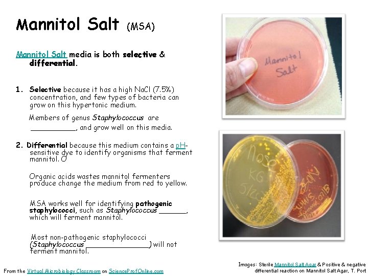 Mannitol Salt (MSA) Mannitol Salt media is both selective & differential. 1. Selective because