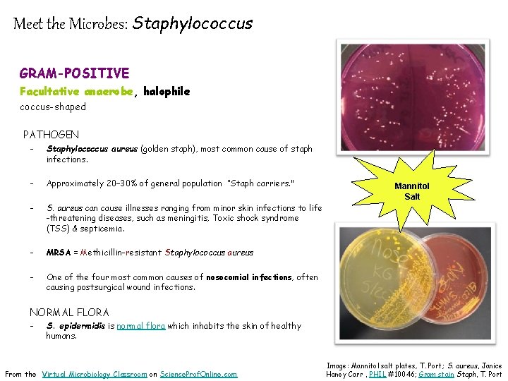Meet the Microbes: Staphylococcus GRAM-POSITIVE Facultative anaerobe, halophile coccus-shaped PATHOGEN - Staphylococcus aureus (golden
