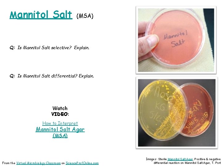 Mannitol Salt (MSA) Q: Is Mannitol Salt selective? Explain. Q: Is Mannitol Salt differential?
