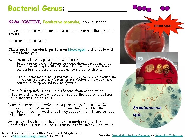 Bacterial Genus: _______ GRAM-POSITIVE, Facultative anaerobe, coccus-shaped Blood Agar Diverse genus, some normal flora,
