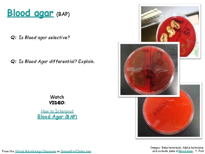 Blood agar (BAP) Q: Is Blood agar selective? Q: Is Blood Agar differential? Explain.
