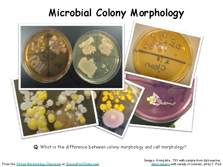 Microbial Colony Morphology Q: What is the difference between colony morphology and cell morphology?
