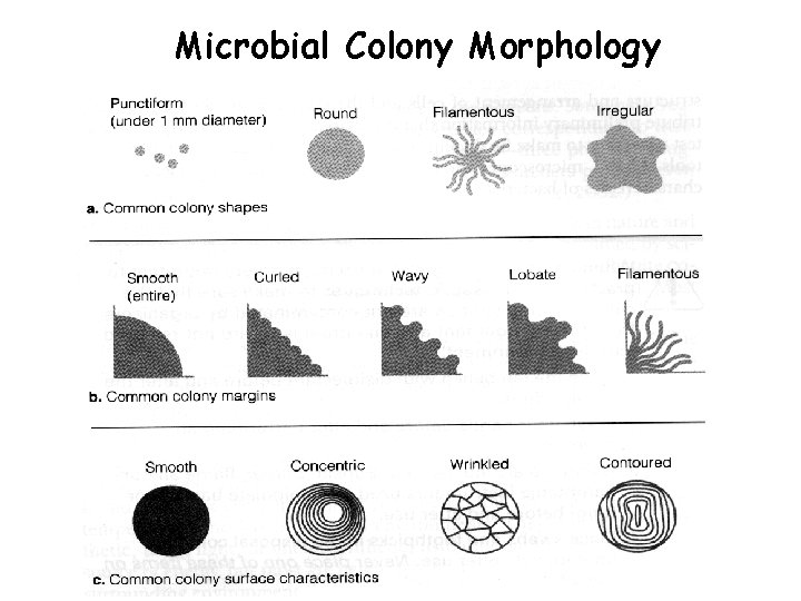 Microbial Colony Morphology 