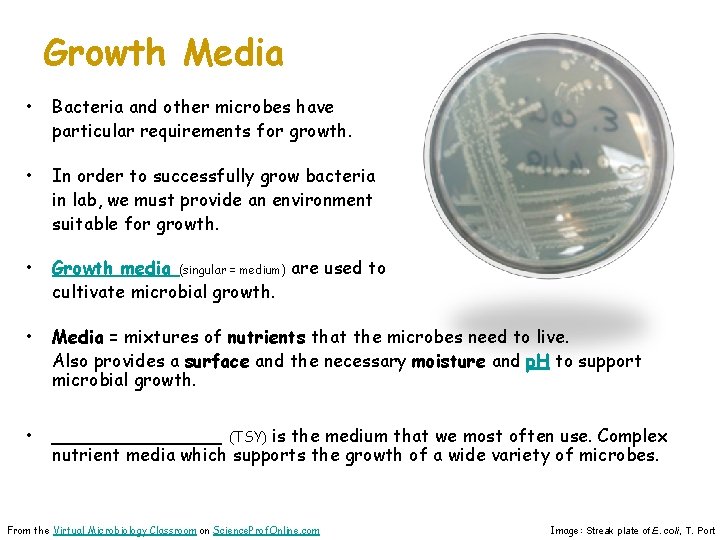 Growth Media • Bacteria and other microbes have particular requirements for growth. • In
