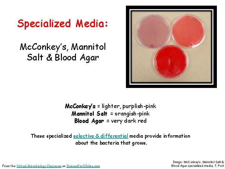Specialized Media: Mc. Conkey’s, Mannitol Salt & Blood Agar Mc. Conkey’s = lighter, purplish-pink
