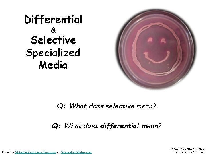 Differential & Selective Specialized Media Q: What does selective mean? Q: What does differential