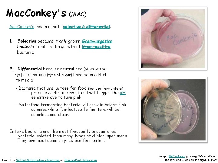 Mac. Conkey's (MAC) Mac. Conkey’s media is both selective & differential. 1. Selective because