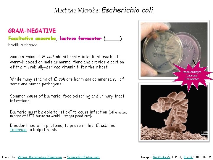 Meet the Microbe: Escherichia coli GRAM-NEGATIVE Facultative anaerobe, lactose fermenter (_____) bacillus-shaped Some strains