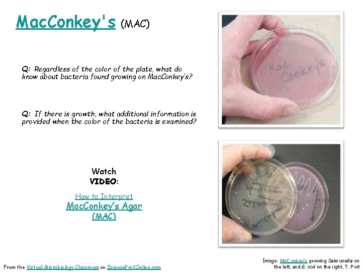Mac. Conkey's (MAC) Q: Regardless of the color of the plate, what do know