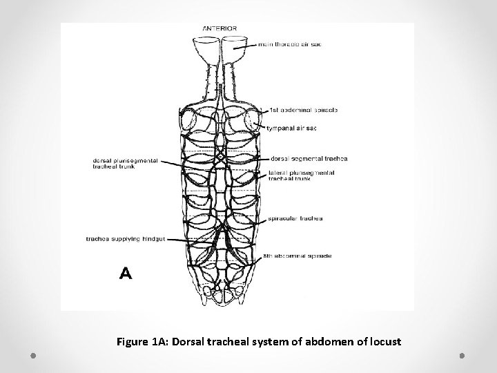 Figure 1 A: Dorsal tracheal system of abdomen of locust 