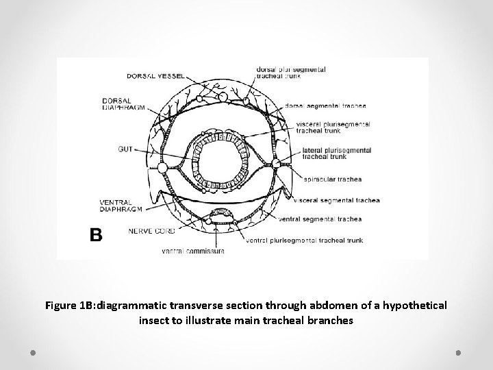 Figure 1 B: diagrammatic transverse section through abdomen of a hypothetical insect to illustrate
