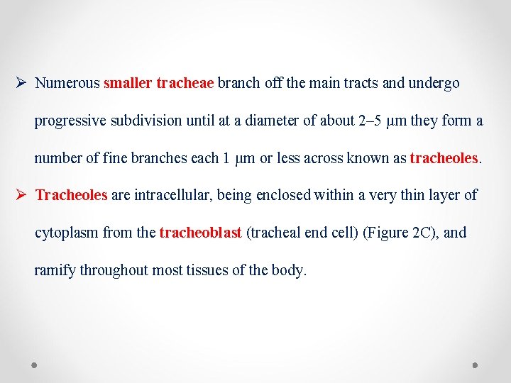Ø Numerous smaller tracheae branch off the main tracts and undergo progressive subdivision until