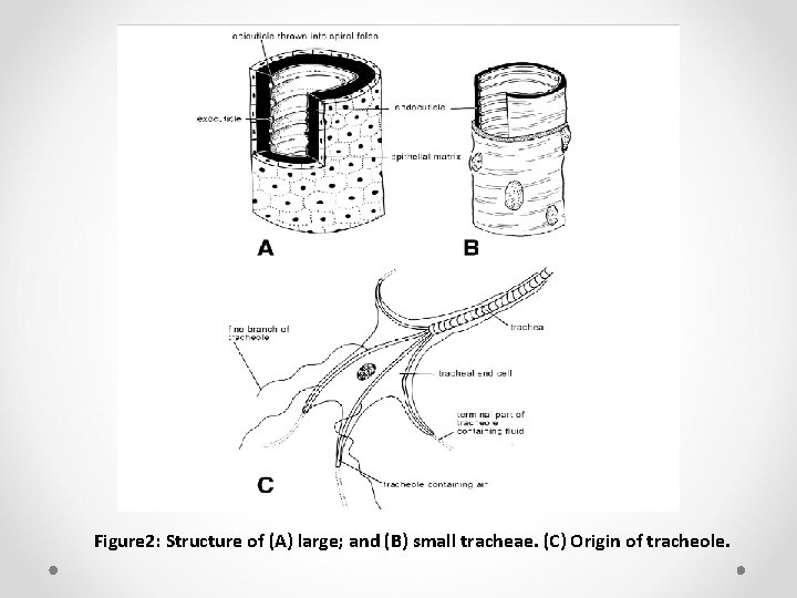 Figure 2: Structure of (A) large; and (B) small tracheae. (C) Origin of tracheole.