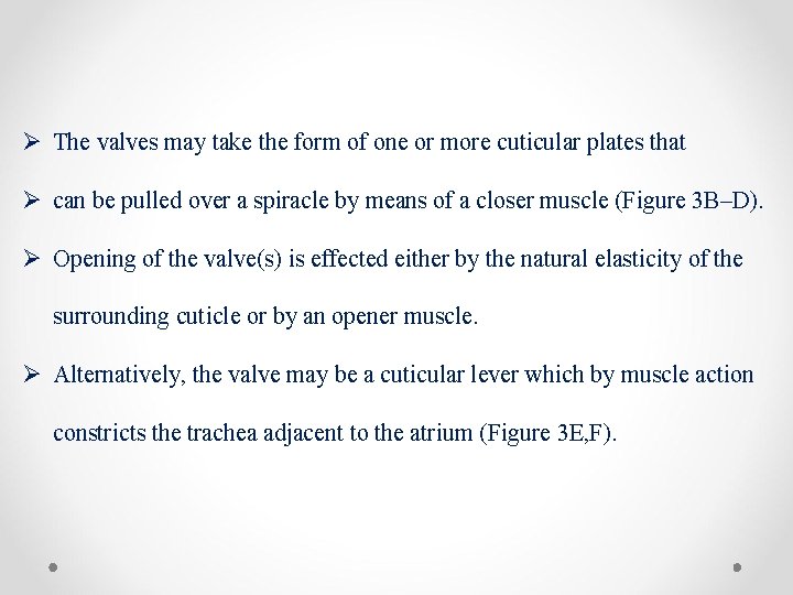 Ø The valves may take the form of one or more cuticular plates that