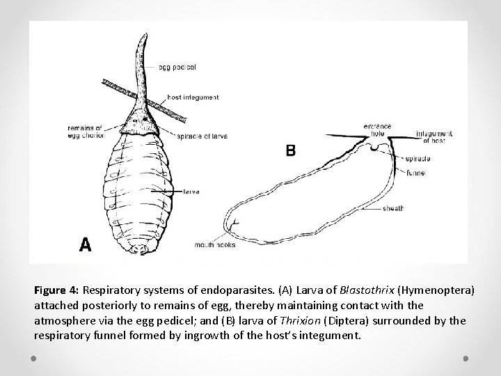 Figure 4: Respiratory systems of endoparasites. (A) Larva of Blastothrix (Hymenoptera) attached posteriorly to