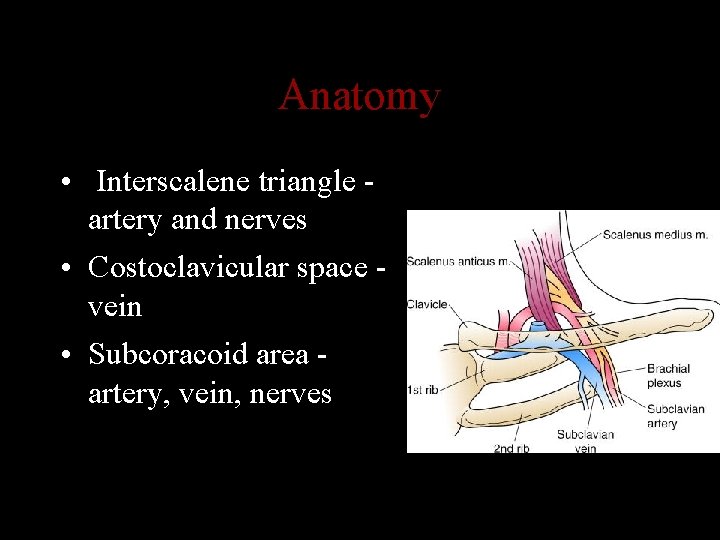 Anatomy • Interscalene triangle artery and nerves • Costoclavicular space vein • Subcoracoid area