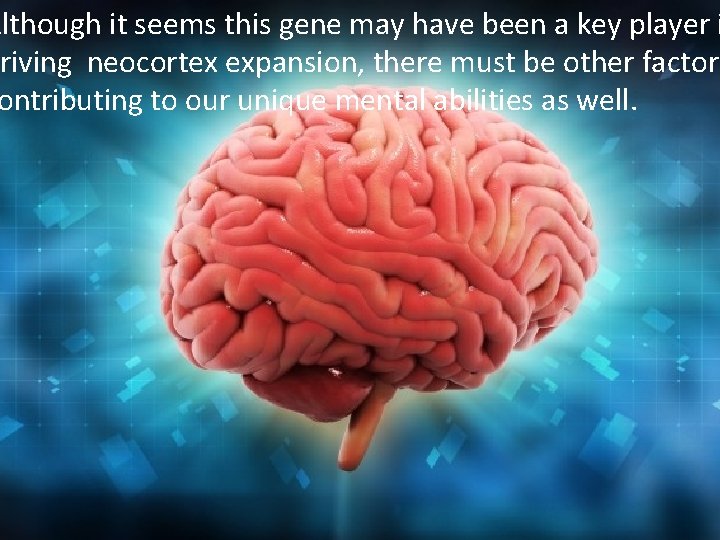 Although it seems this gene may have been a key player i driving neocortex