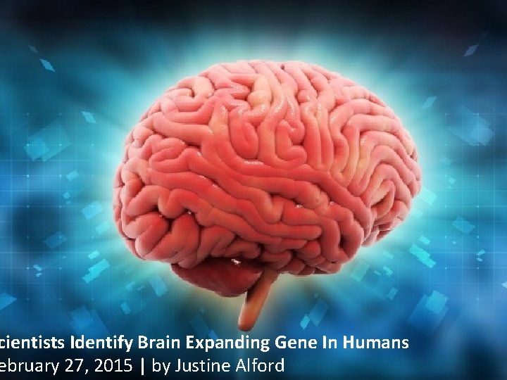 cientists Identify Brain Expanding Gene In Humans ebruary 27, 2015 | by Justine Alford