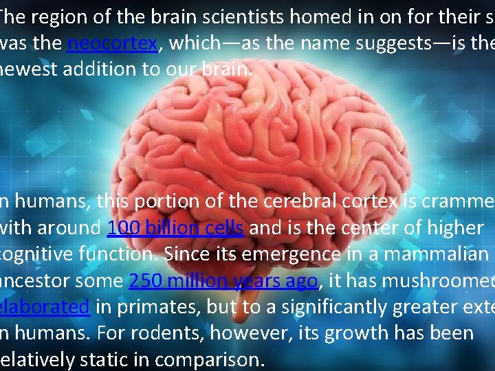 The region of the brain scientists homed in on for their st was the