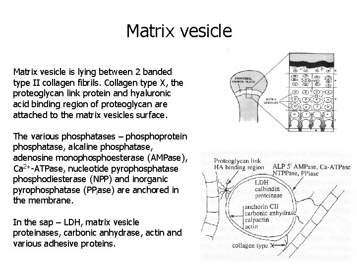 Matrix vesicle is lying between 2 banded type II collagen fibrils. Collagen type X,